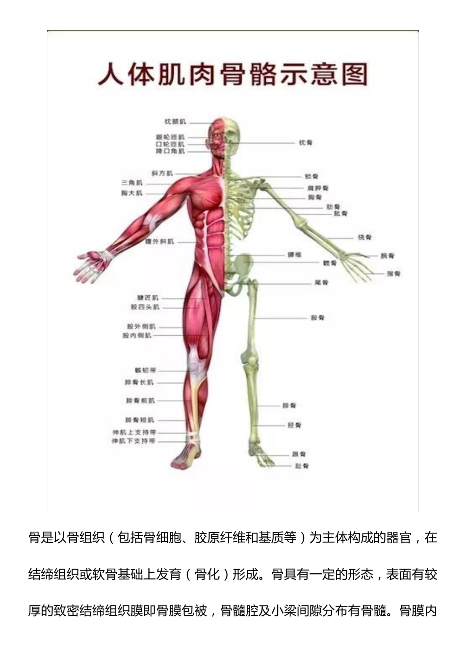 肌肉骨骼系统和结缔组织疾病及手术编码解析_第3页