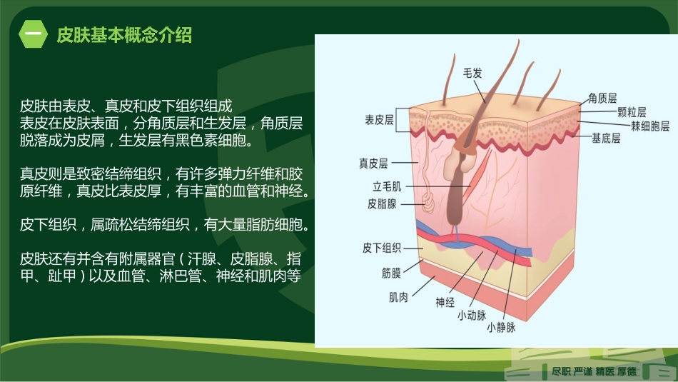 皮肤科DRG/DIP支付：主要诊断编码选择原则实操_第3页