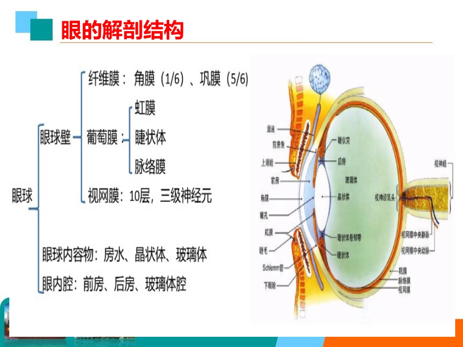 眼科常见疾病和手术ICD编码详解_第2页