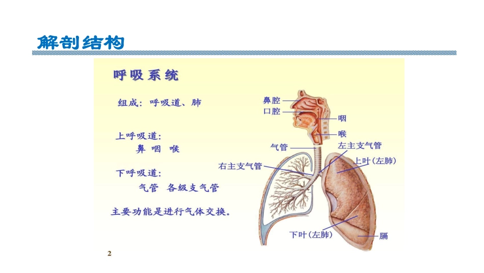 呼吸系统疾病编码讲解_第2页