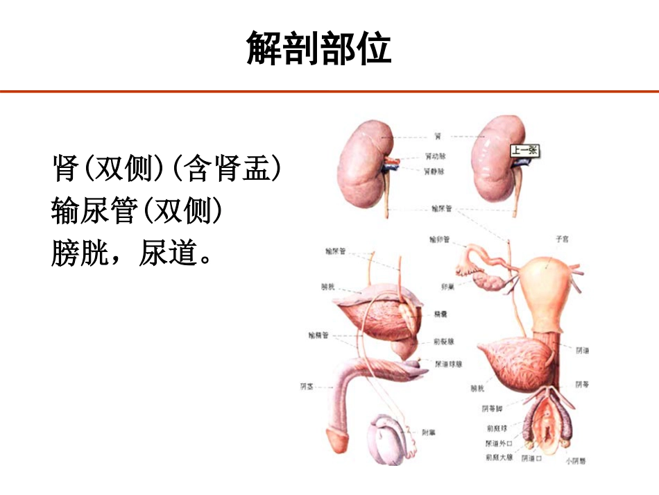 泌尿妇产手术疑难编码_第2页