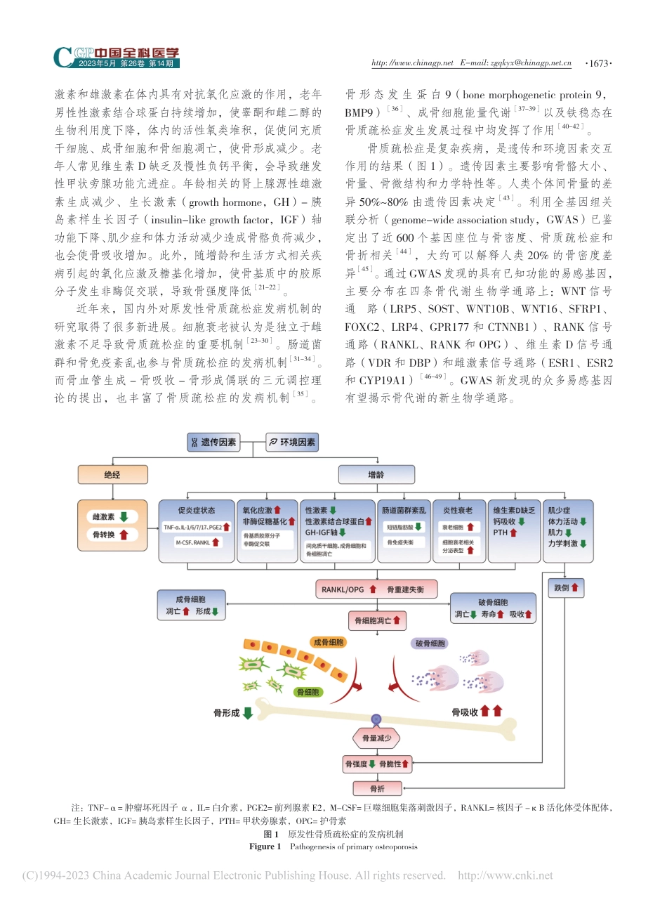 原发性骨质疏松症诊疗指南（2022）_第3页