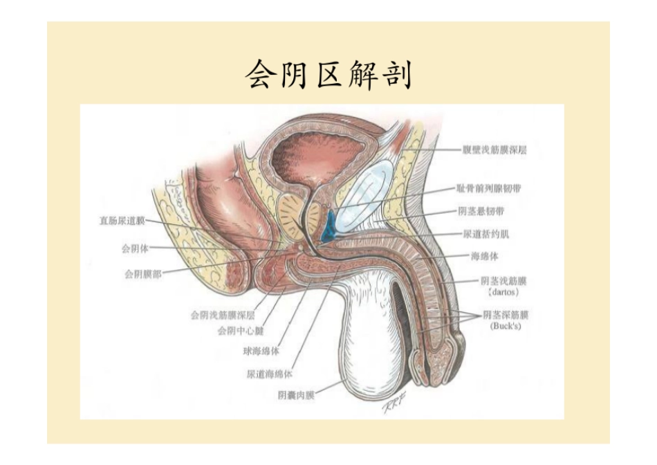 尿道狭窄ppt课件_第3页