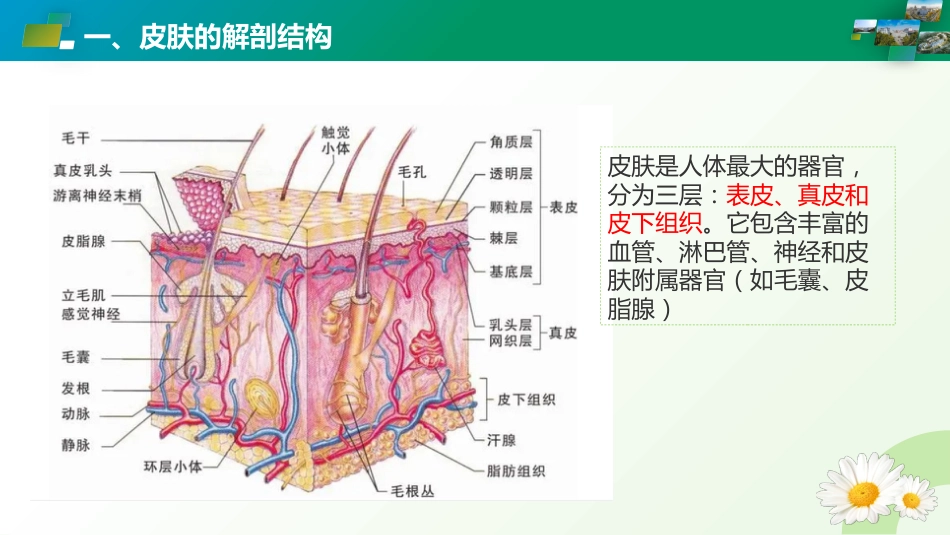 皮肤和皮下组织疾病ICD编码_第3页