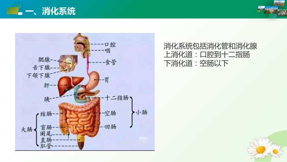 消化系统疾病ICD编码_第3页