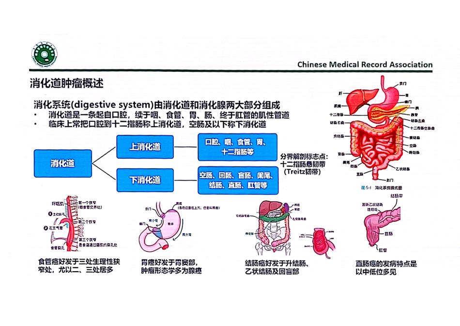 消化道肿瘤根治性手术的编码要点_第2页