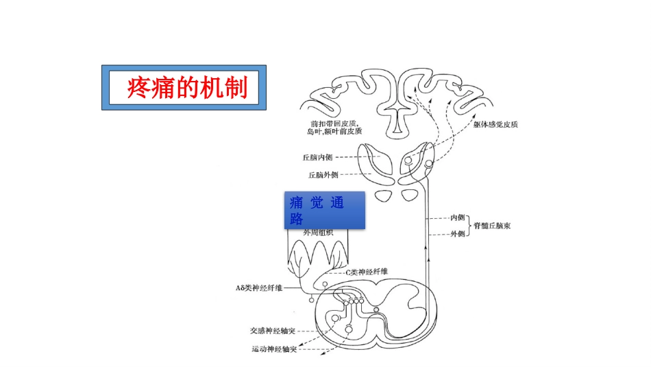 医院疼痛科护理人员培训课件之疼痛评估与护理培训PPT_第3页