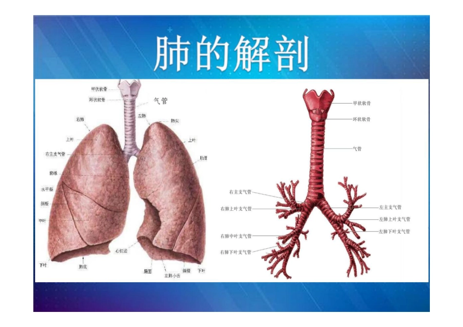 肺癌患者的护理_第2页