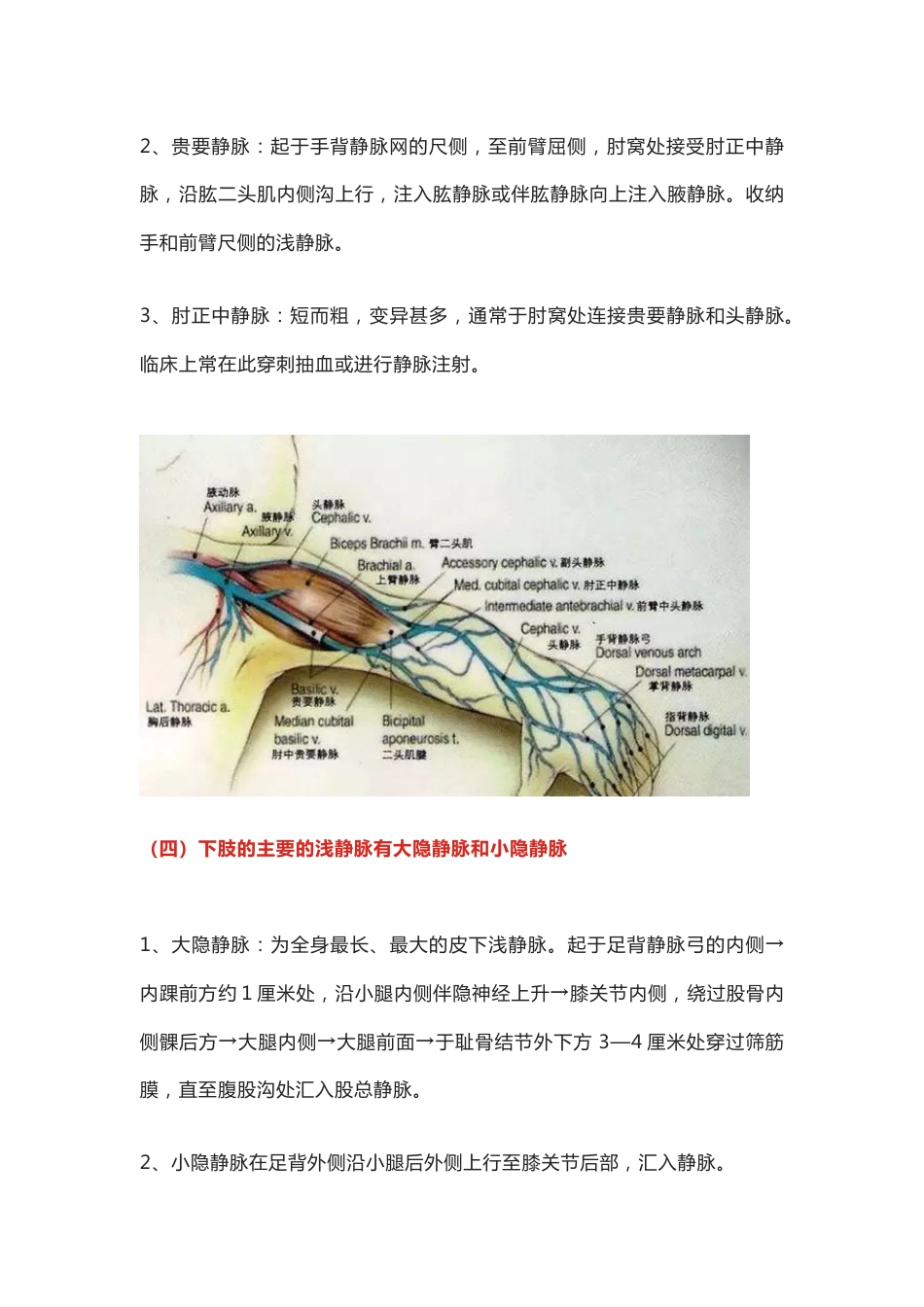 小儿静脉穿刺技巧_第3页