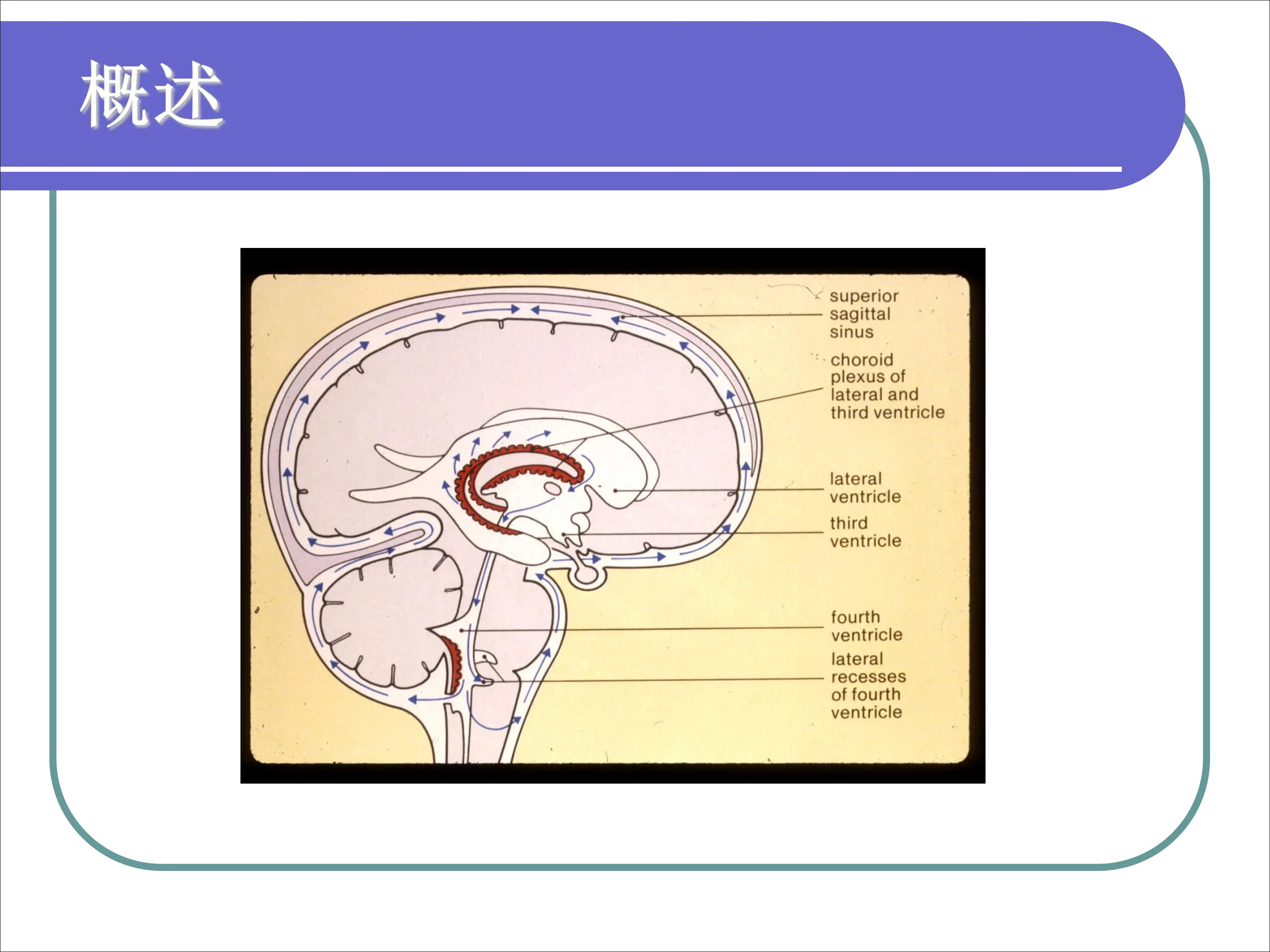 颅脑疾病评估及护理.pdf_第2页