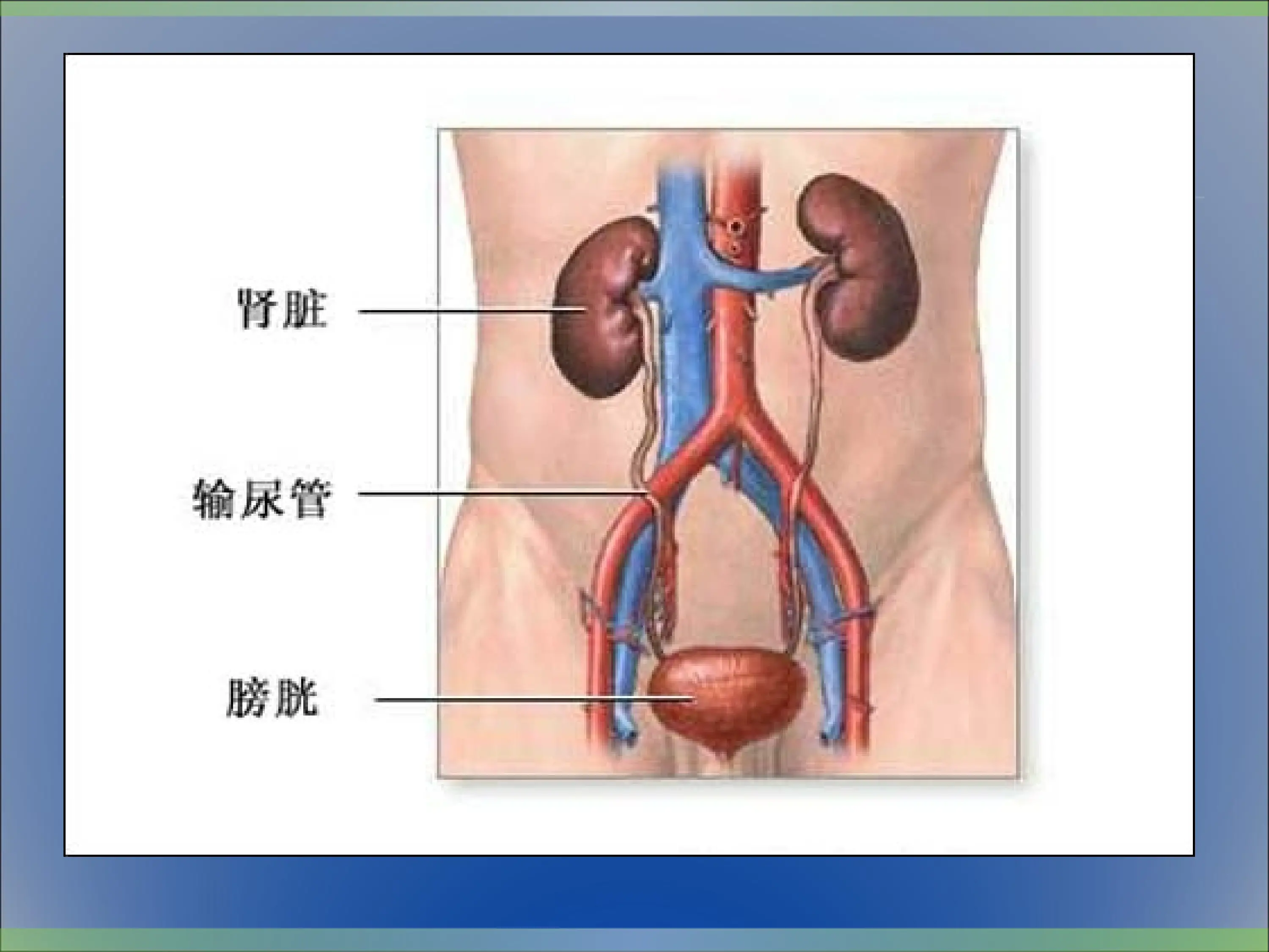 膀胱肿瘤-业务学习_第3页