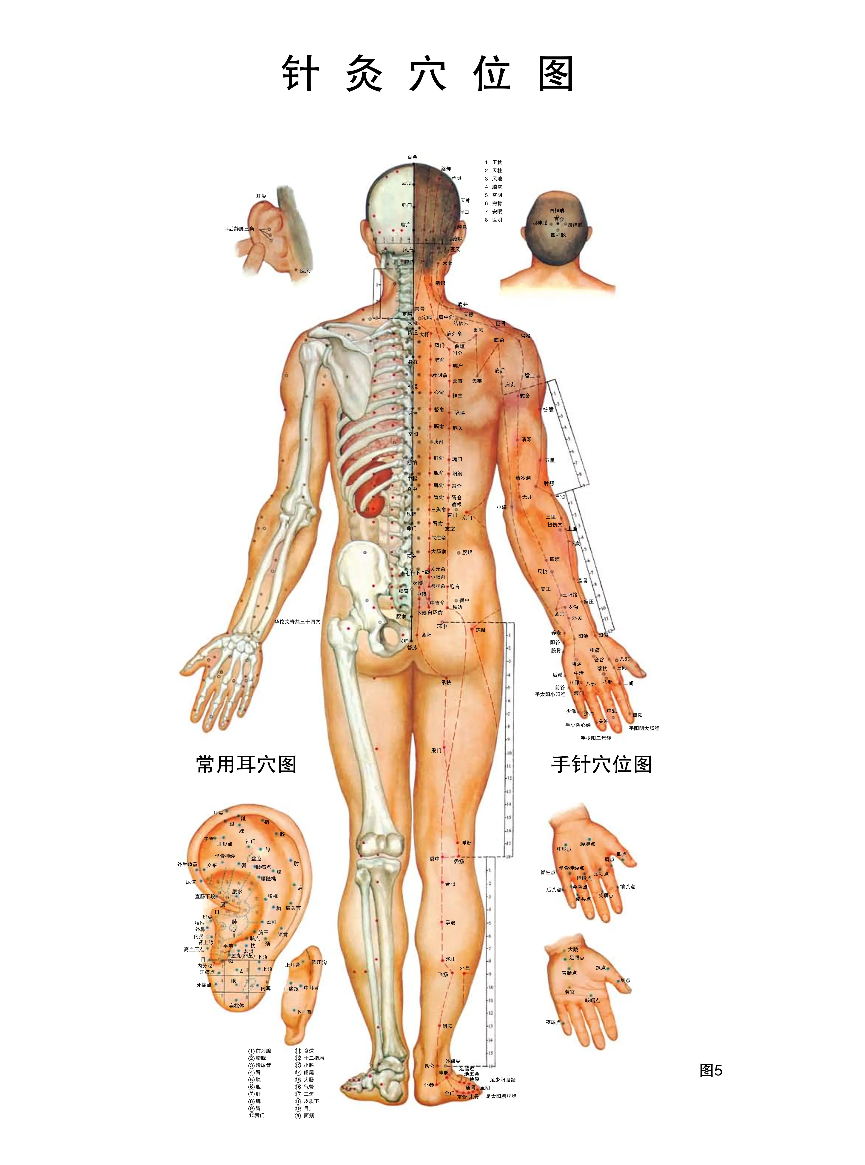 针灸穴位挂图_第1页