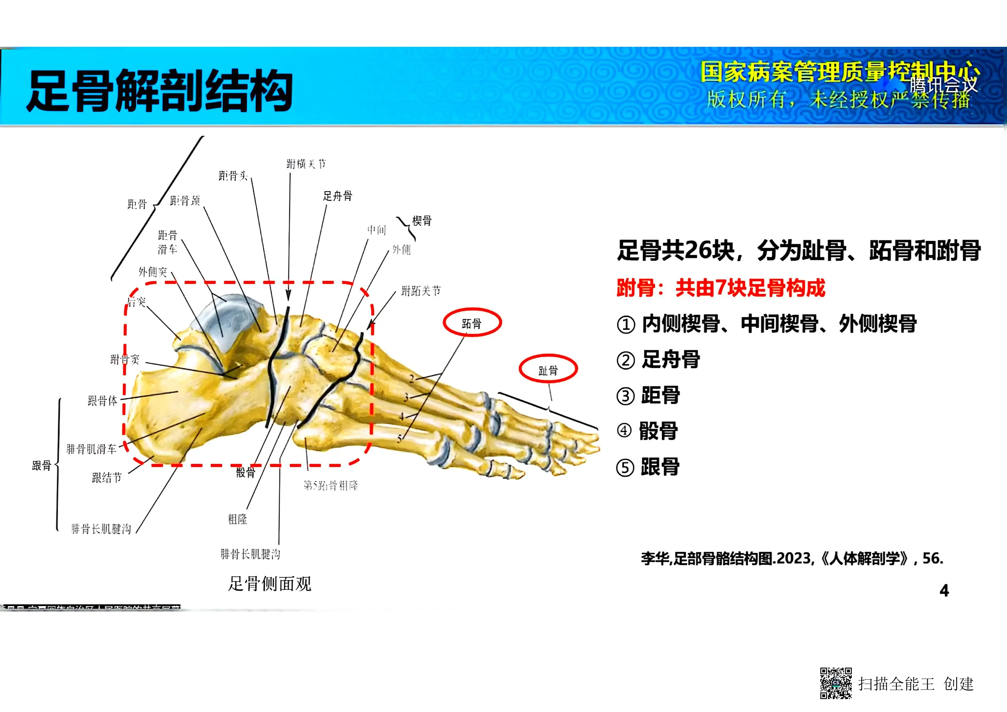 高弓足疾病分类及手术.pdf_第3页